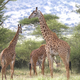 An adult male Masai giraffe in Ndarakwai - West Kilimanjaro, Tanzania. (Image: Doug Cavener)
